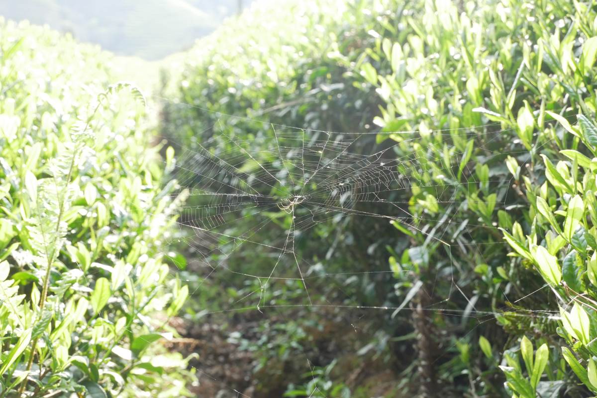 Spinnennetz im Bio Teegarten