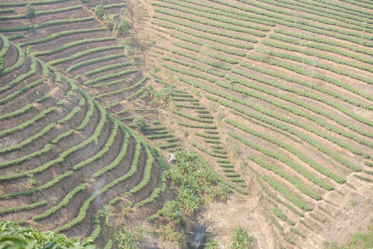 Zertifizierte Bio-Tee-Plantage als Monokultur