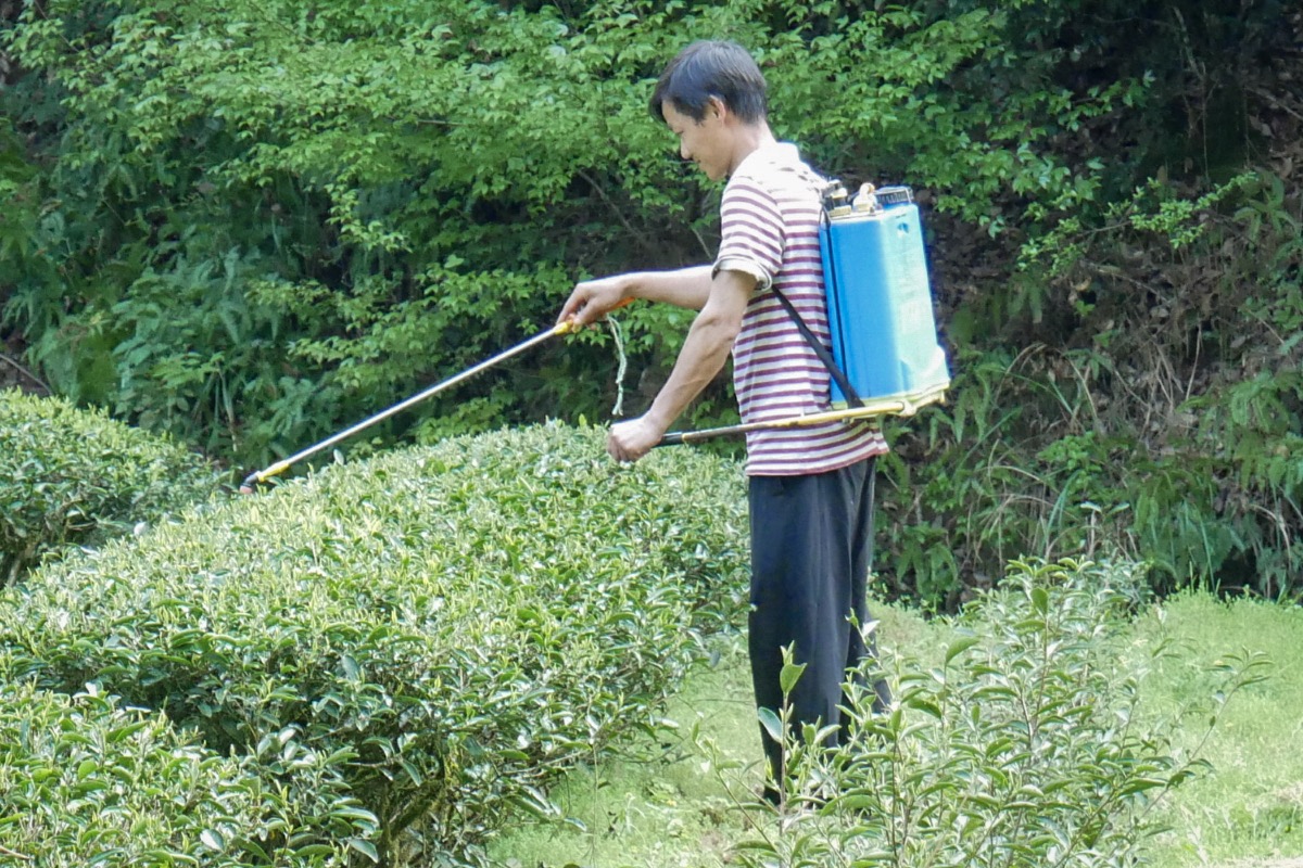 Pestizide sind an der Tagesordnung in Chinas Teegärten.