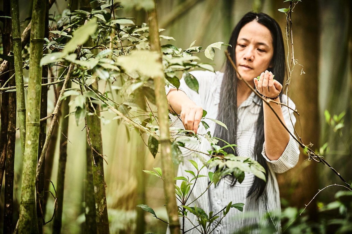 Die Teegärten von Katie Yen