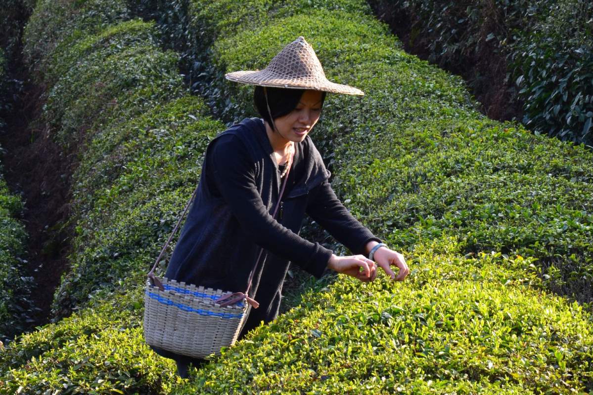 Tian Mu Qing Ding Ernte