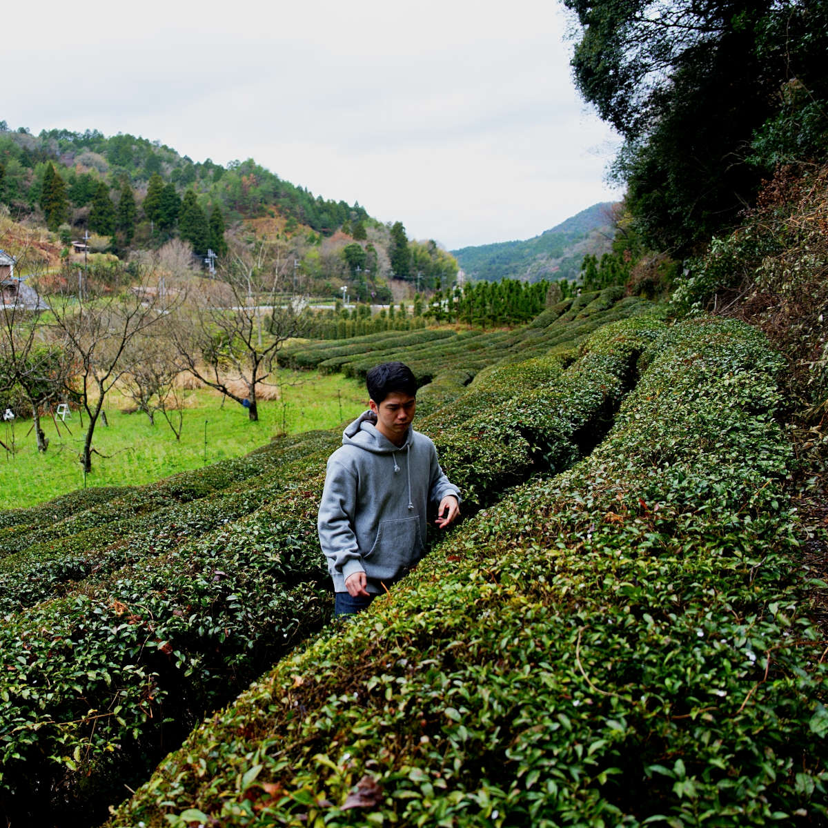 Ibuki Hosomi im Teegarten