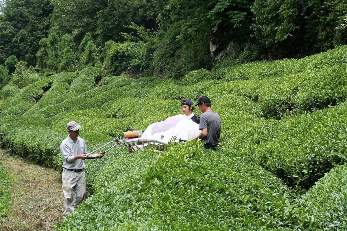 Bei der Ernte der alten Zairai Büsche