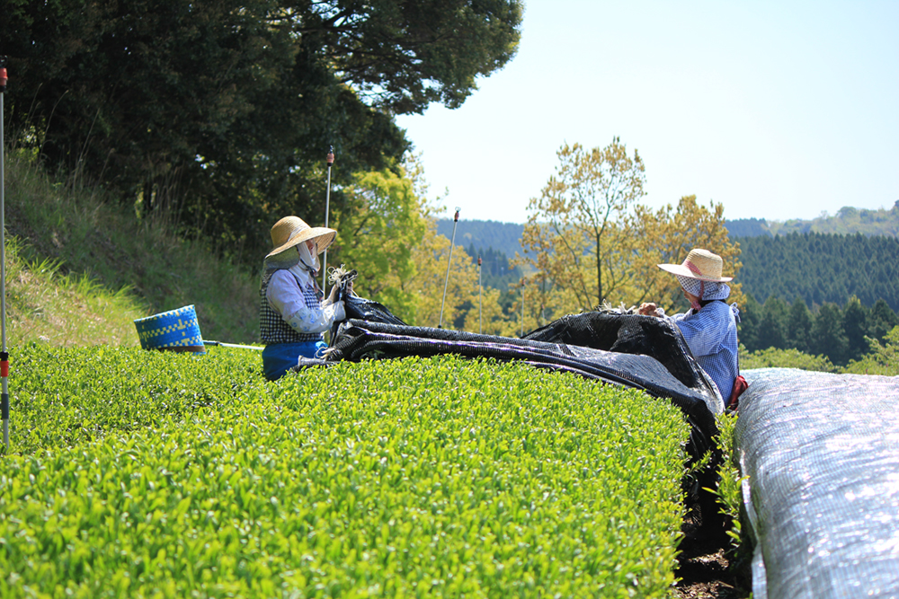 Beschattung Kabuse Sencha