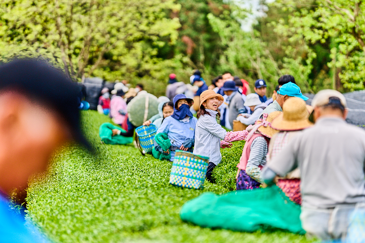 Shincha Tee-Ernte in Kirishima
