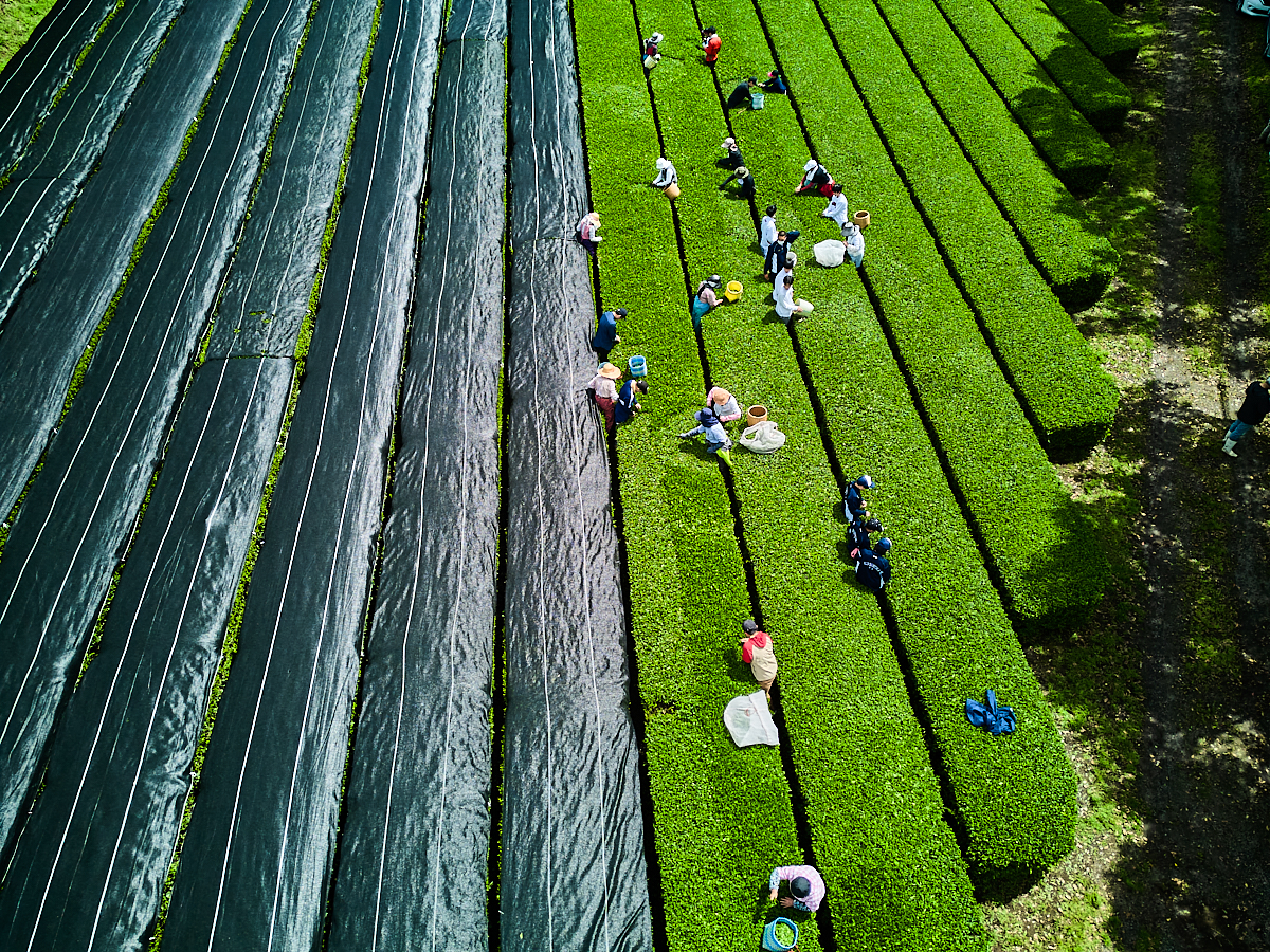 Kirishima Saemidori Teegarten