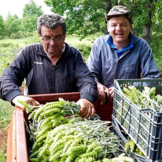 Panos und sein Vater mit der Bergtee-Ernte