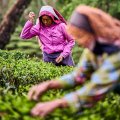 Arya Tea Estate