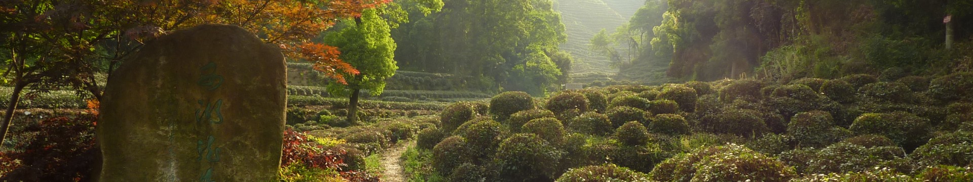 Grüner Tee China