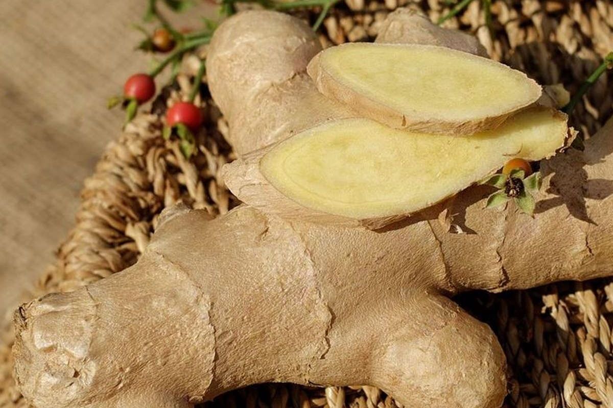 Frische Ingwerwurzel