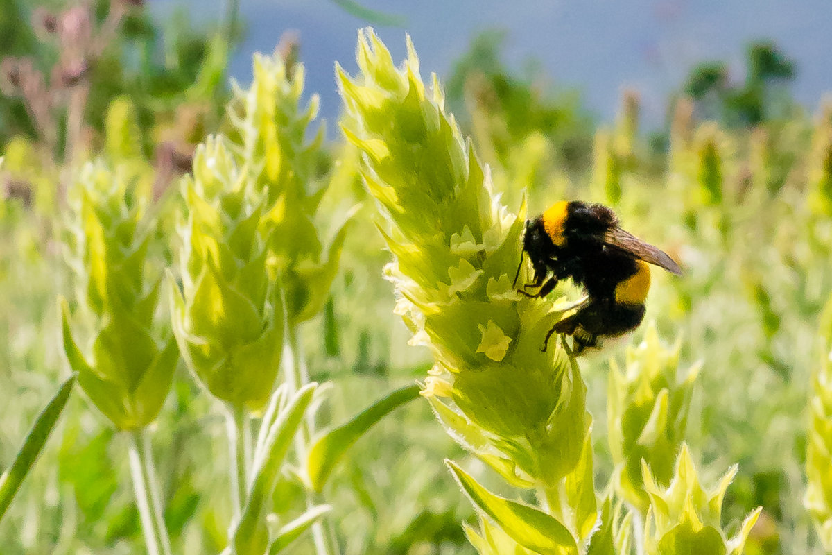 Griechischer Bergtee Glasteekanne