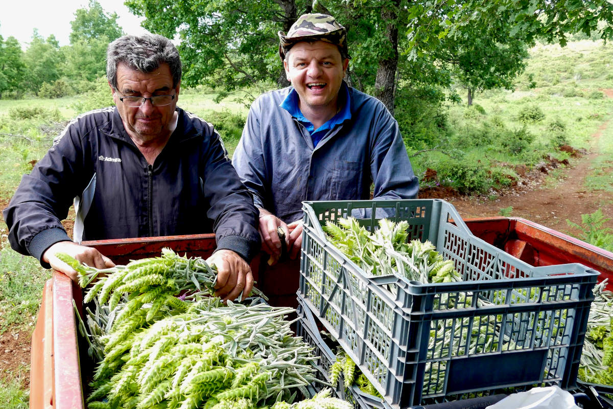 Ernte griechischer Bergtee