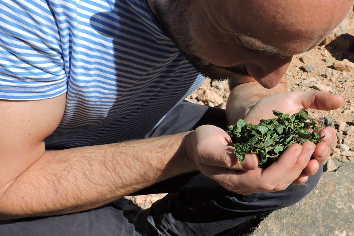 Pfefferminze (Mentha x Piperita)