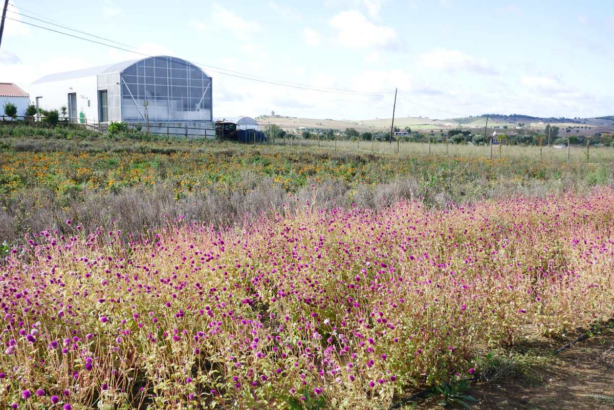 Blumen- und Kräutergärten im Alentejo