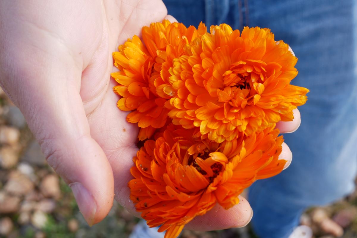 Frisch gepfückte Blüten der Ringeblume
