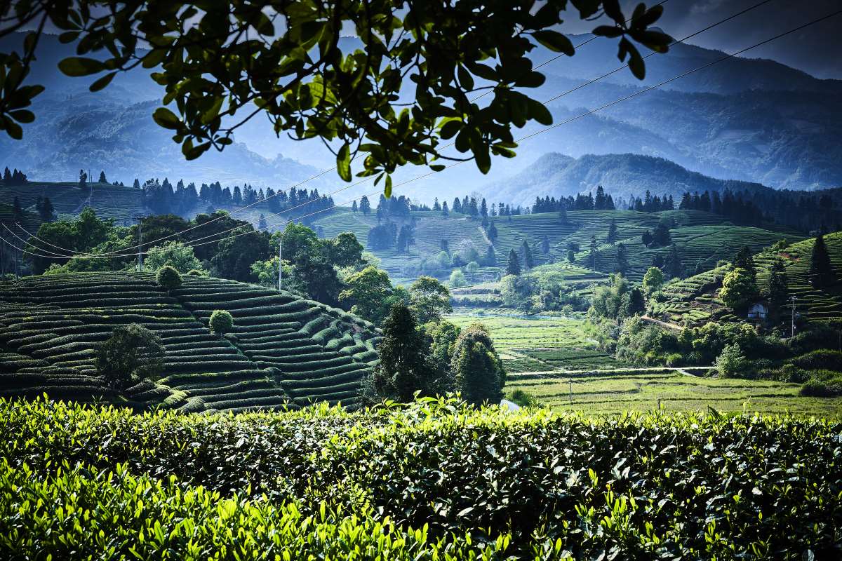 Teegarten in Fujian