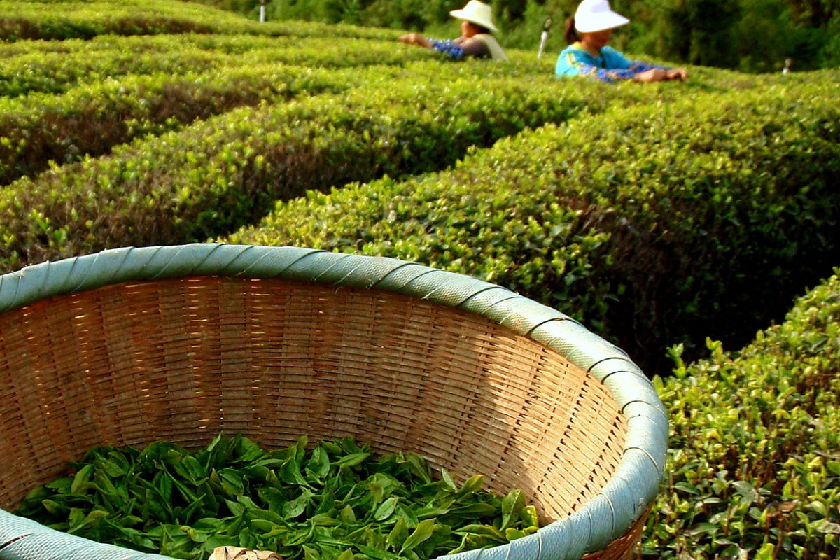 Long Jing Ernte in Zhejiang