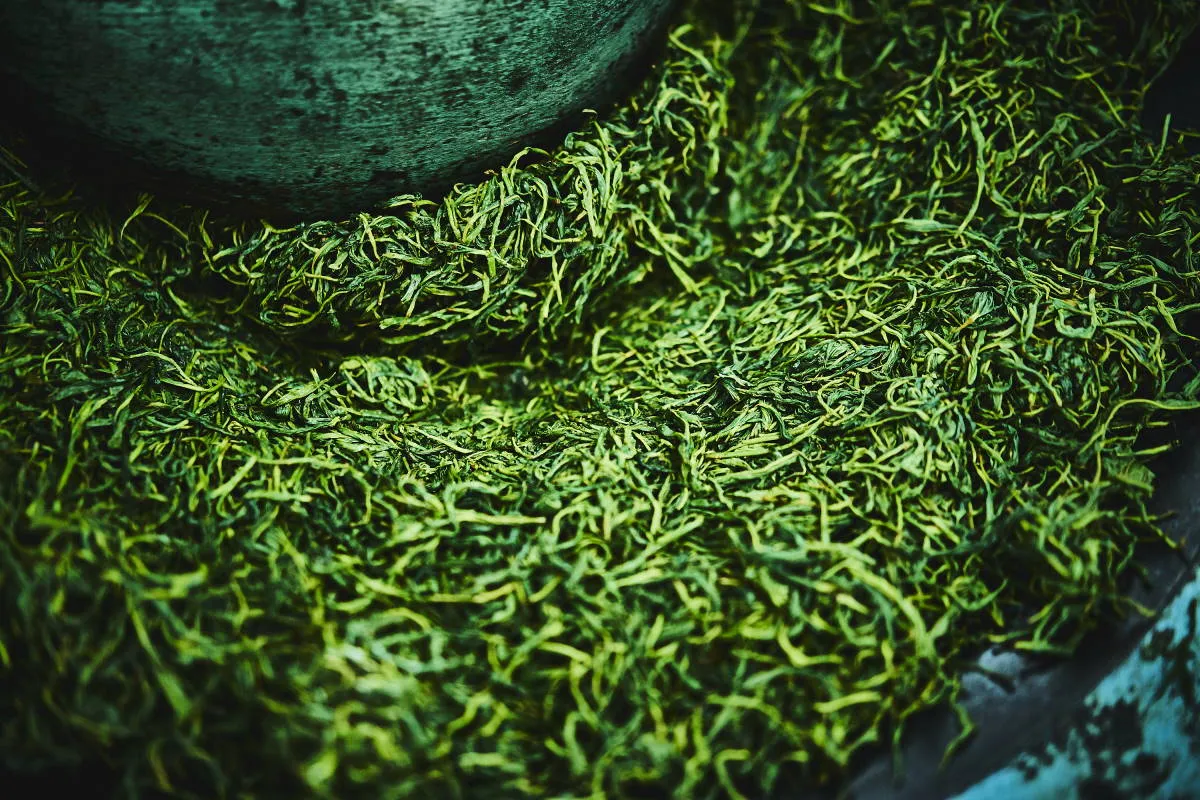 Grüner Tee nach dem Rollen