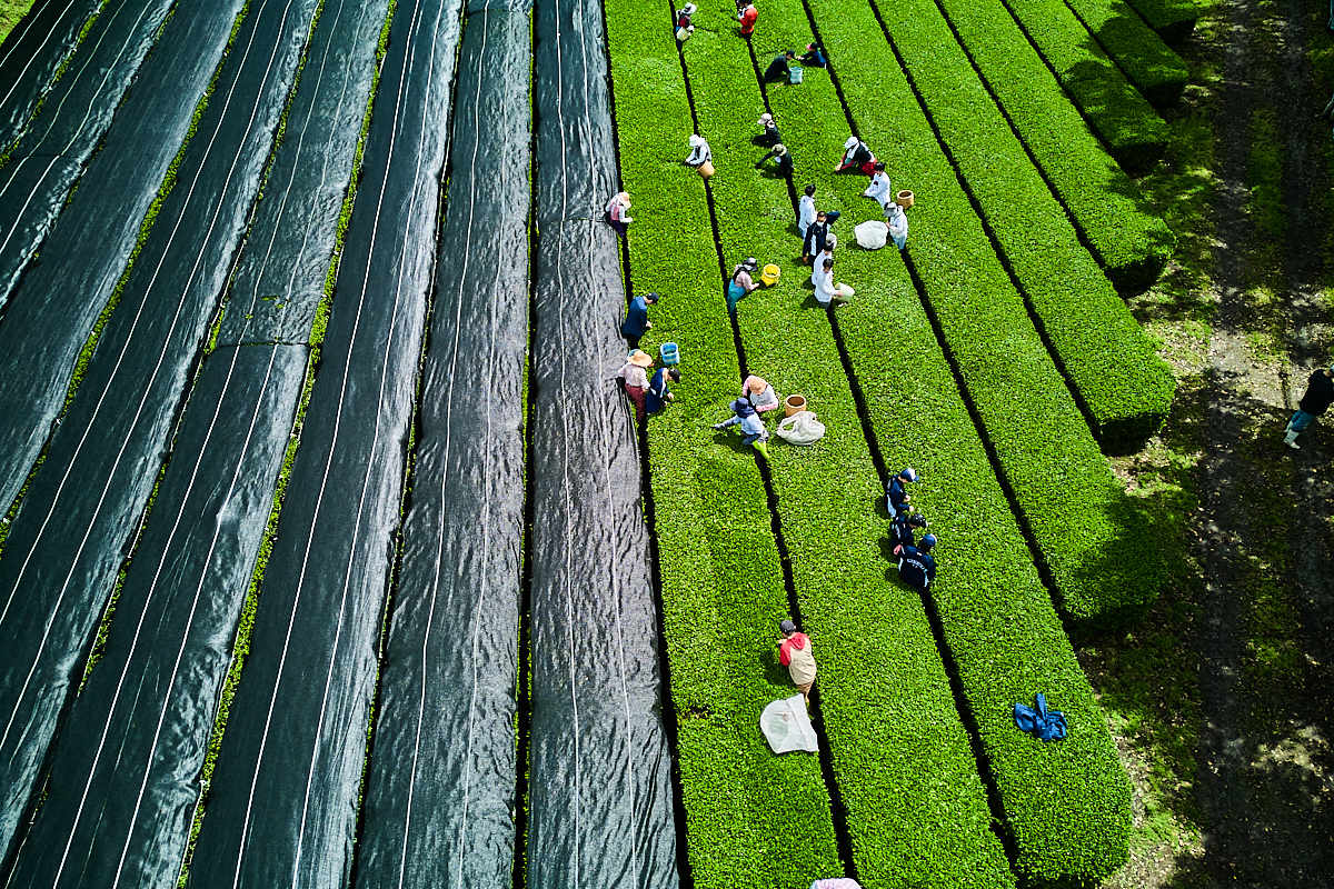 Shicha Ernte im Teegarten in Kagoshima
