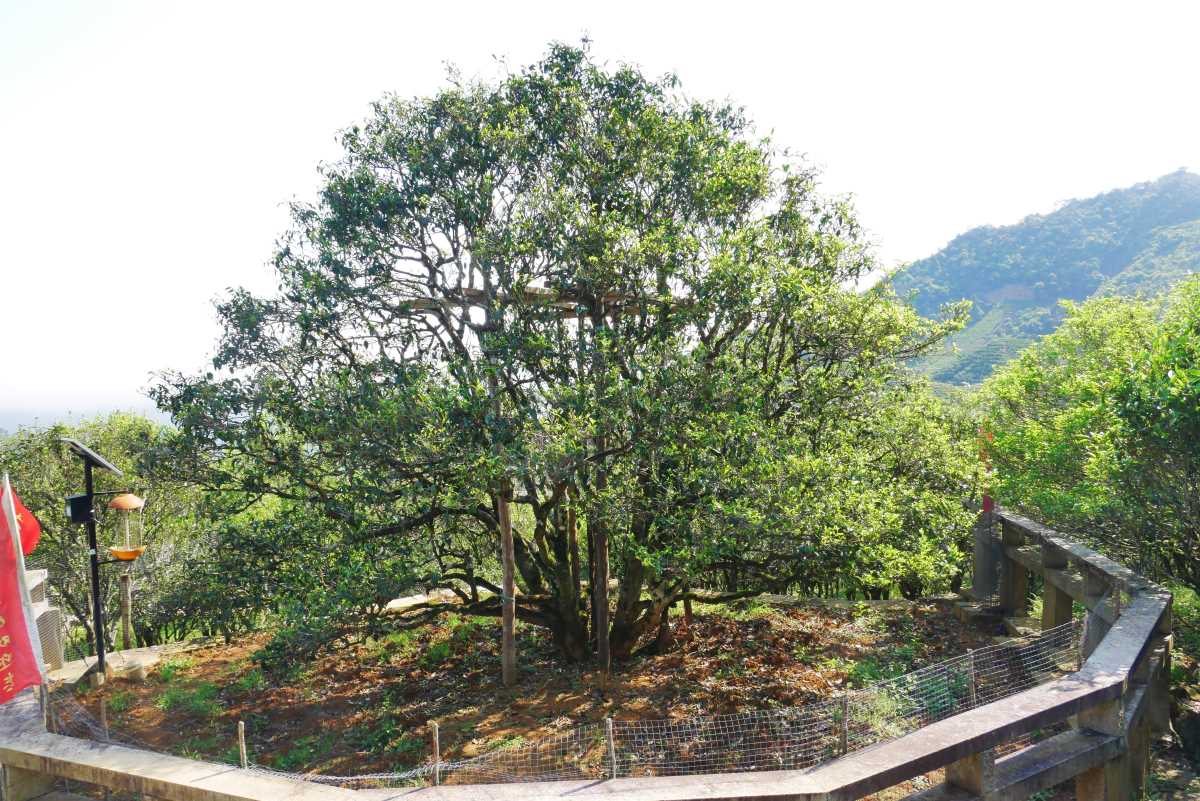 Dancong Oolong-Tee Baum