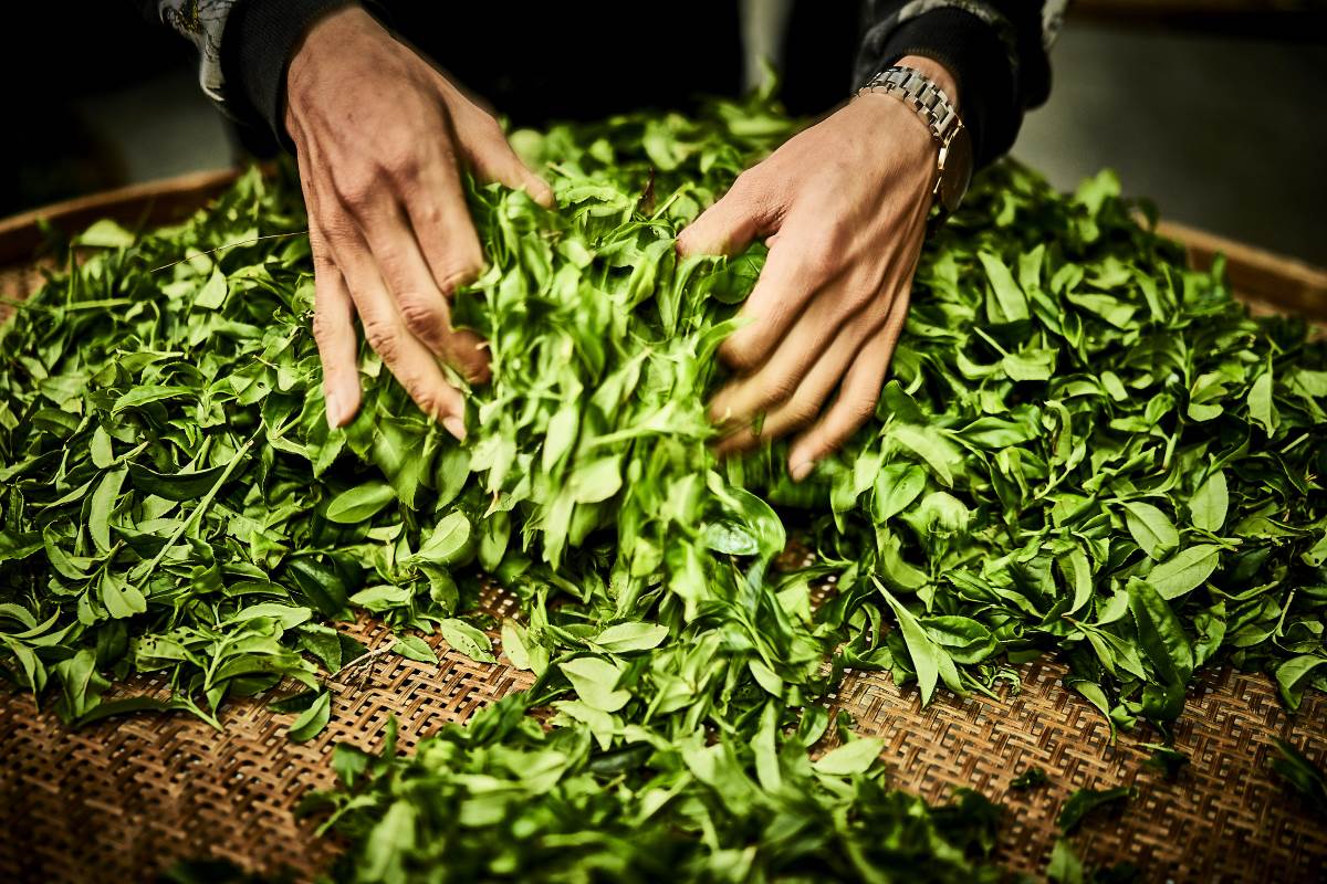 Auslegen der Oolong-Teeblätter zu, Welken