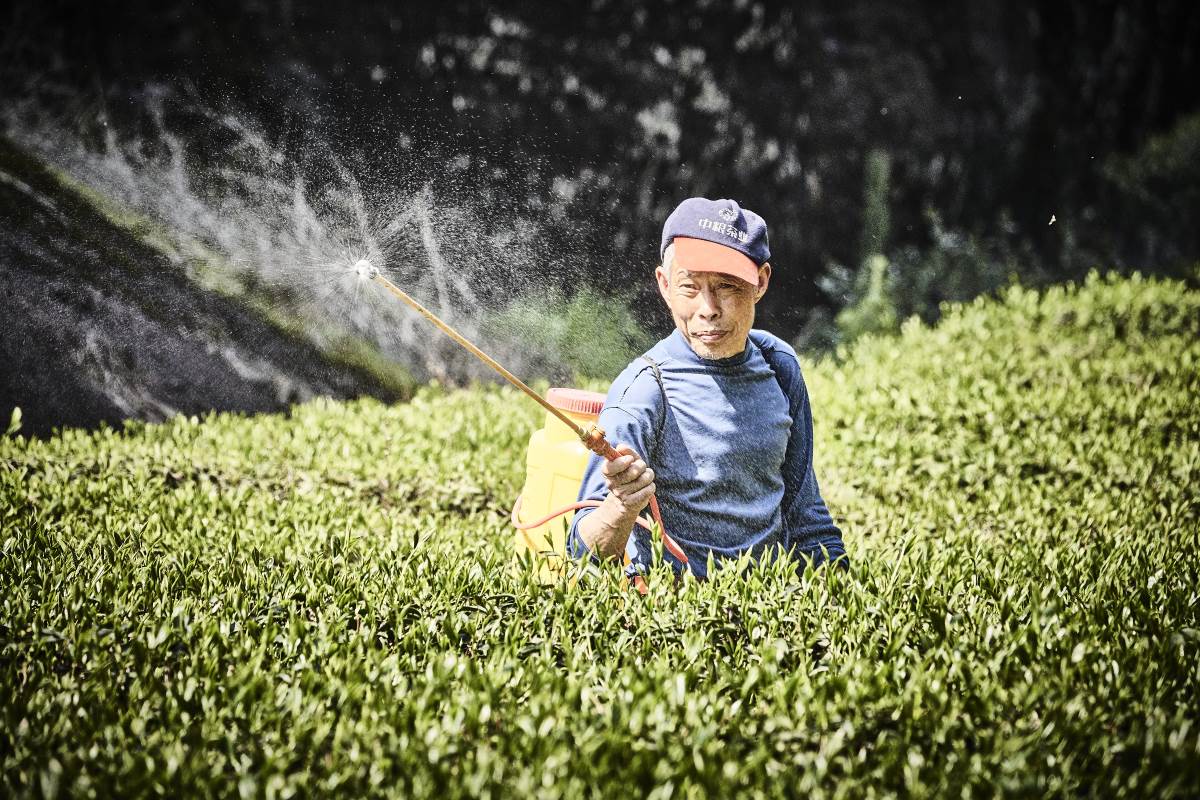 Pestizide im Tee-Anbau