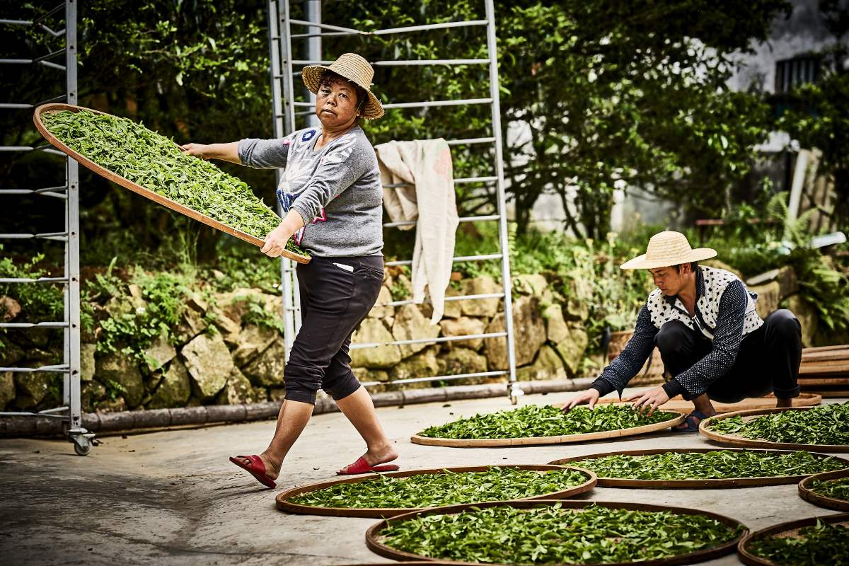 Welken der Oolong-Teeblaetter am Wudong-Berg