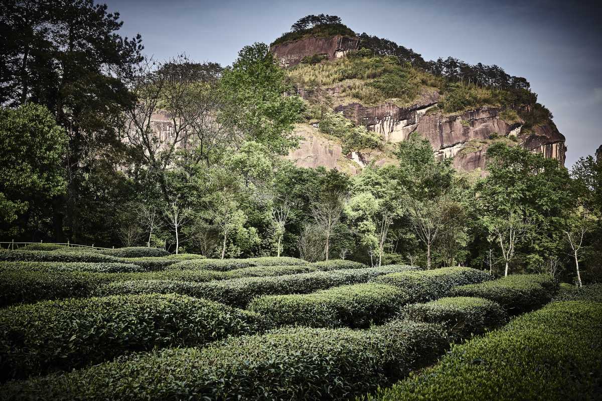 Teegarten im Wuyishan-Gebirge