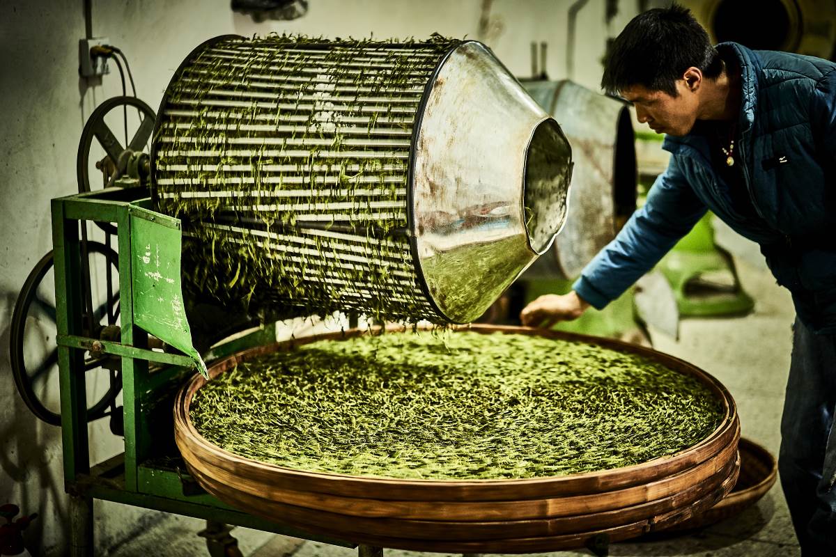 Trennen der Oolong Teeblätter nach dem Rollen