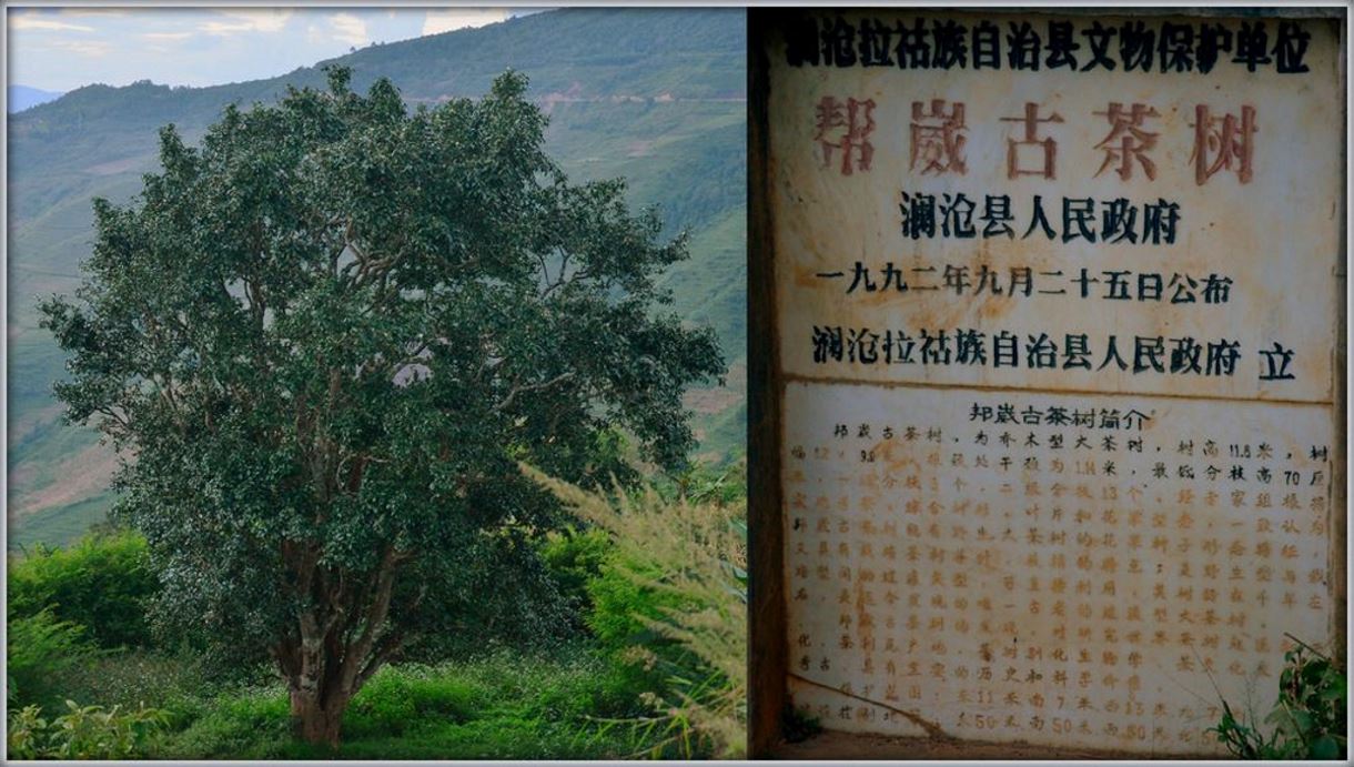 Wilder Teebusch in Yunnan