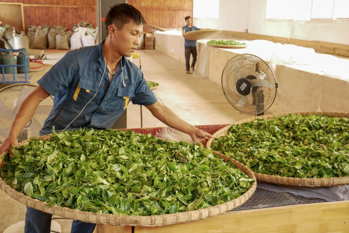 Frische Pu-Erh Tee-Ernte in Jingmai