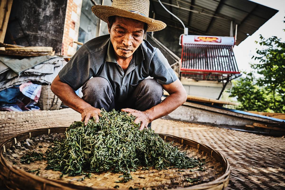 Rollen des Pu-Erh Tees per Hand