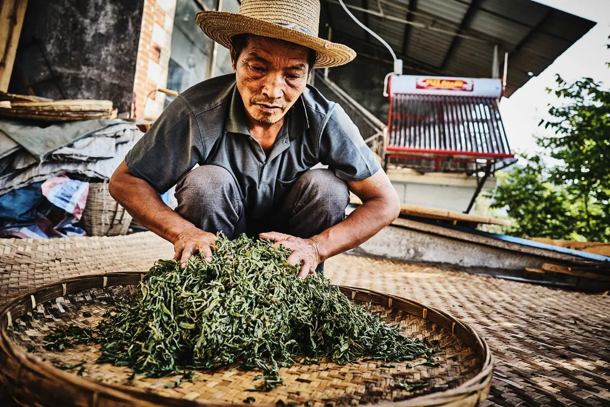 Pu Erh Tee » 10 Fakten über die fermentierte Teesorte