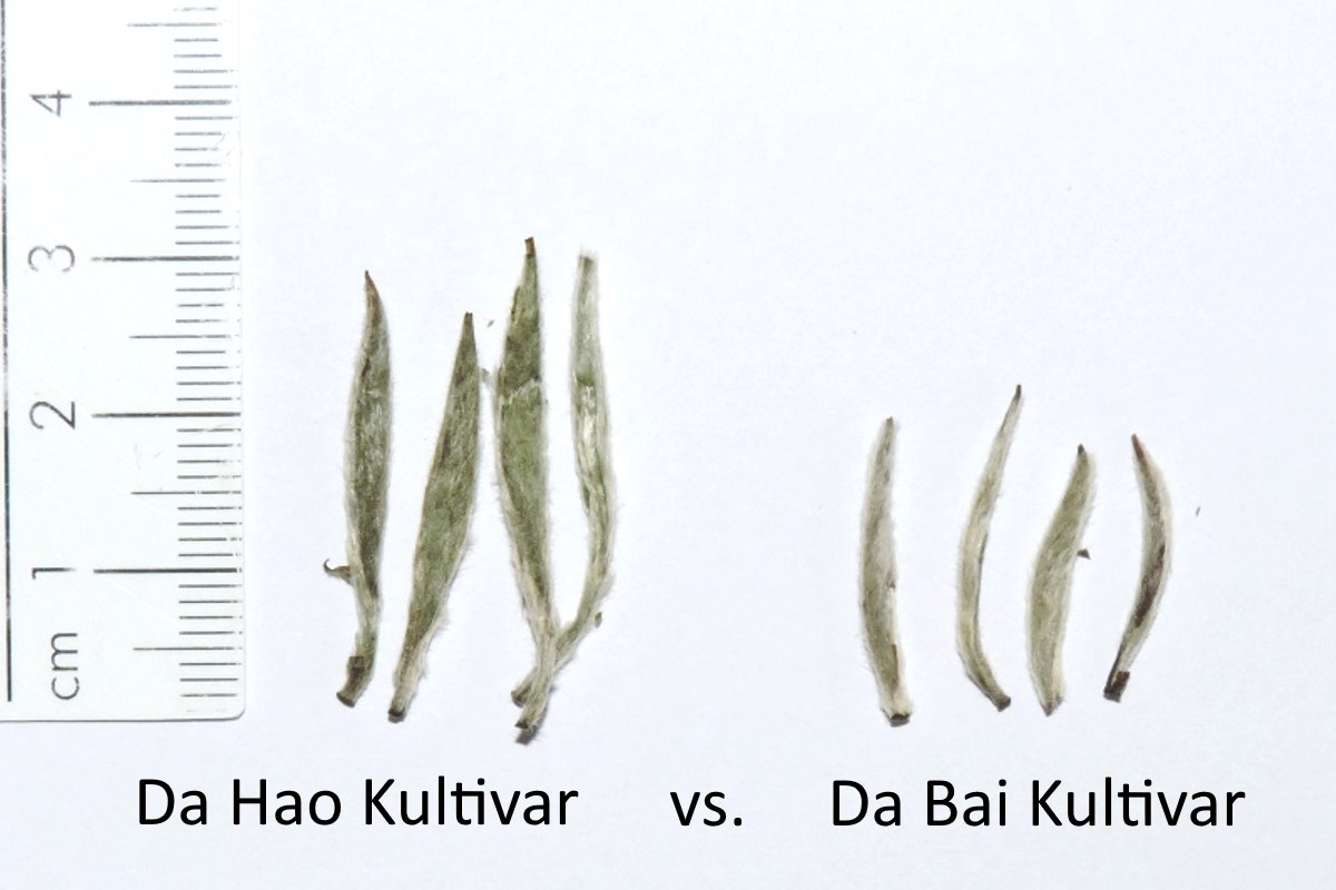 Da Hao versus Da Bai Kultivar im Vergleich