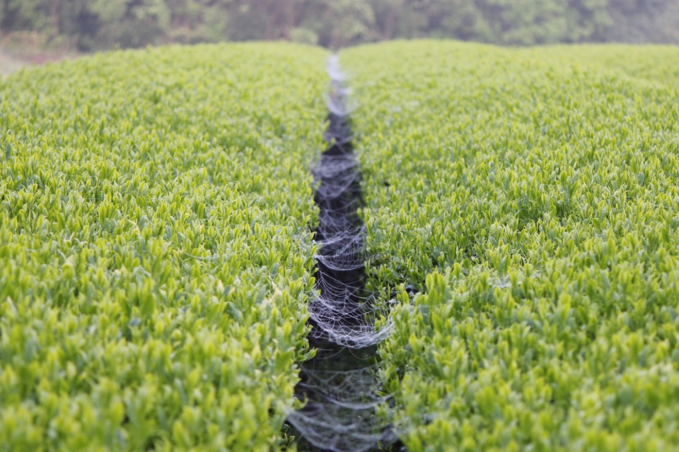 Spinnennetze im Teegarten