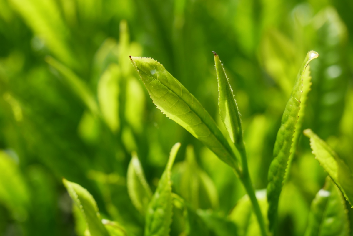 Frische Shincha Teepflanze