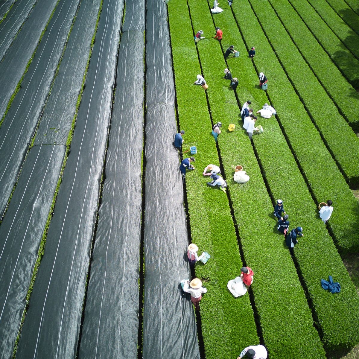 Shincha-Ernte in Kagoshima, Japan