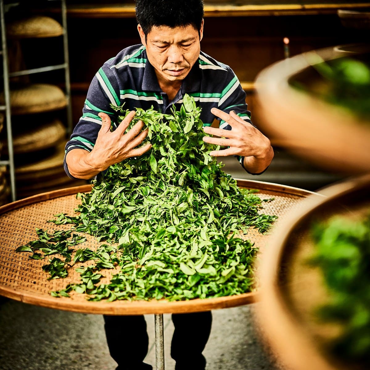 Welken der Teeblätter bei der Oolong-Herstellung