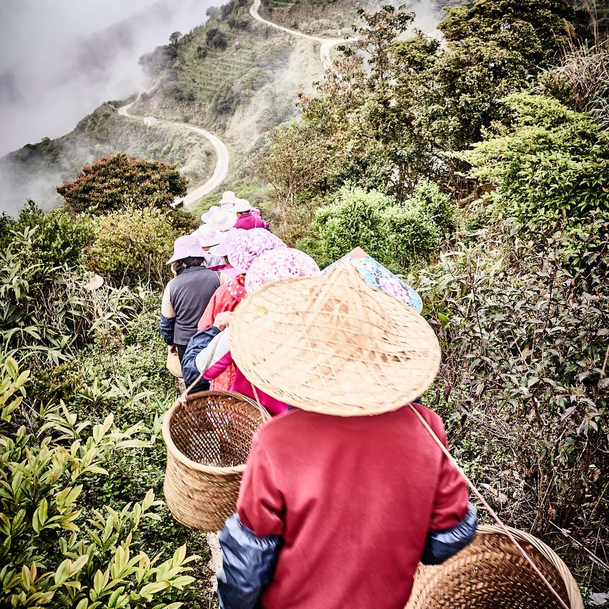 Teepflückerinnen am Wudong Shan, China