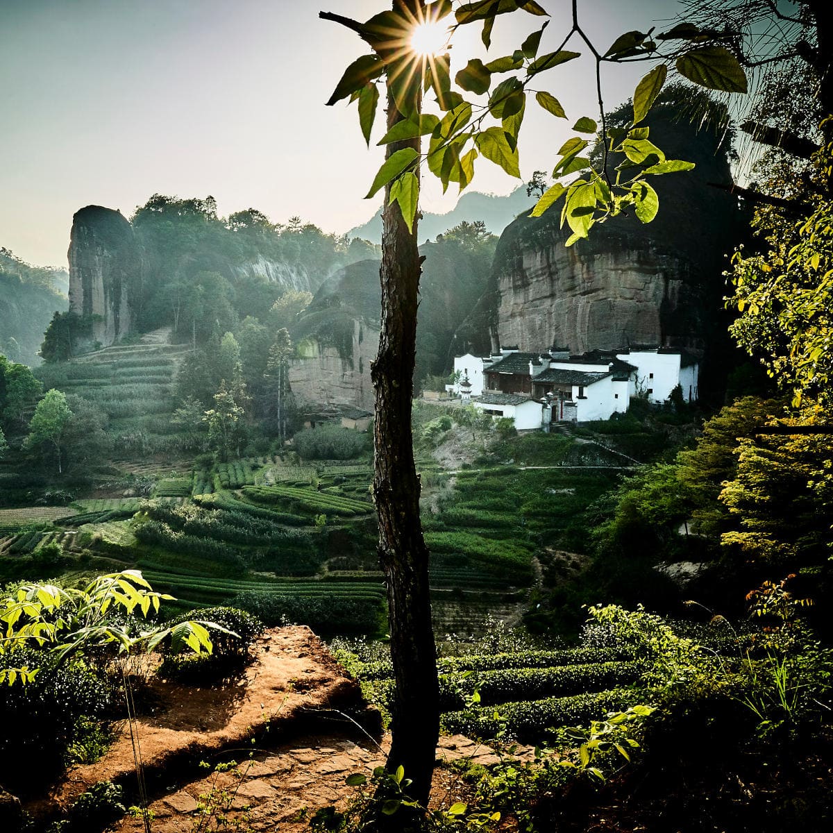 Teegarten Wuyishan, China