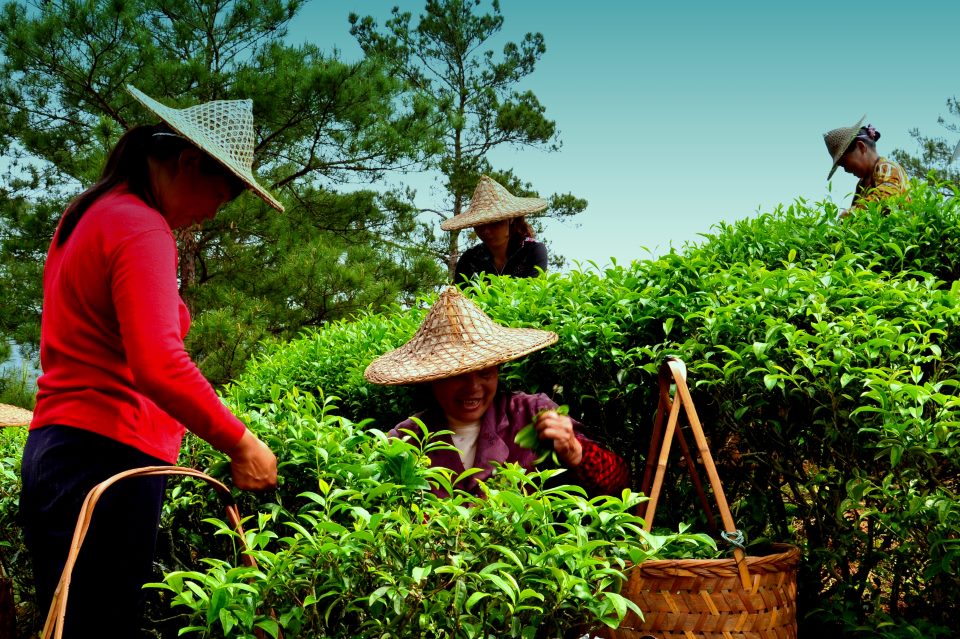 Oolong-Tee Ernte im Wuyi Gebirge