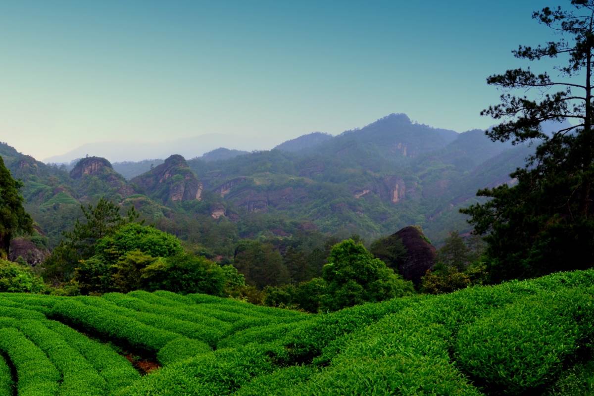 Wuyi Shan Gebirge mit Oolong Teegärten