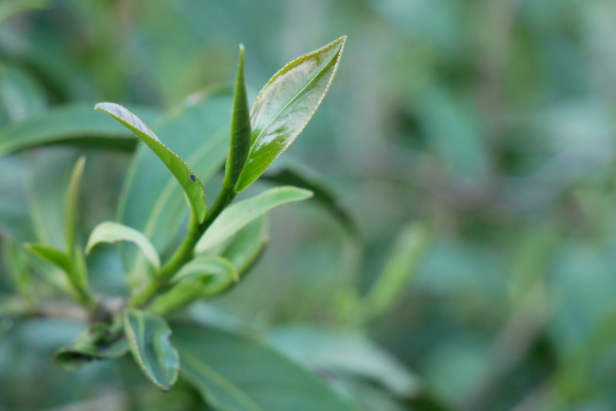 Ching Xin Oolong Teepflanze