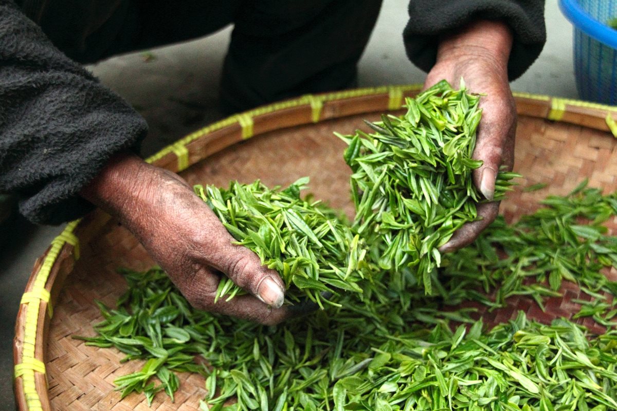 Frische Teeblätter nach der Ernte