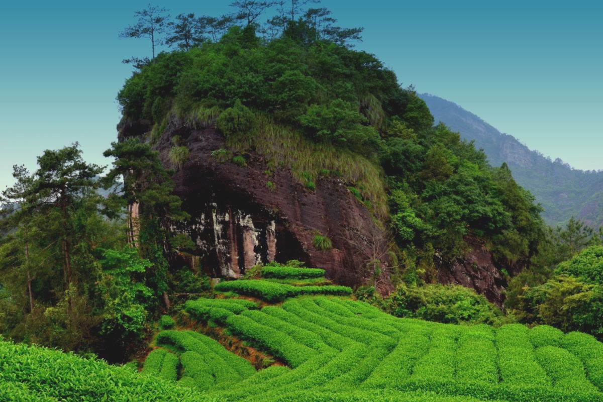 Oolong-Teegärten im Wuyi Shan