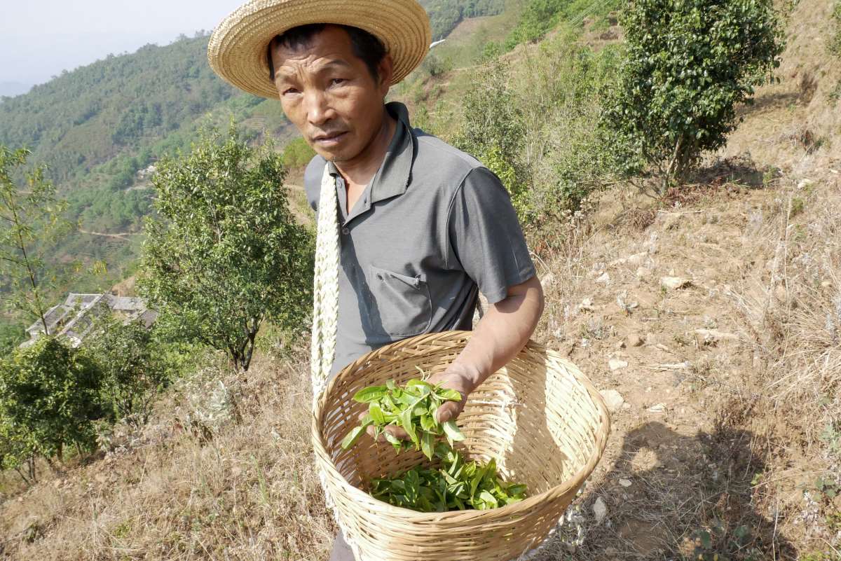 Teebauer bei der Ernte im Teebaum in Yunnan