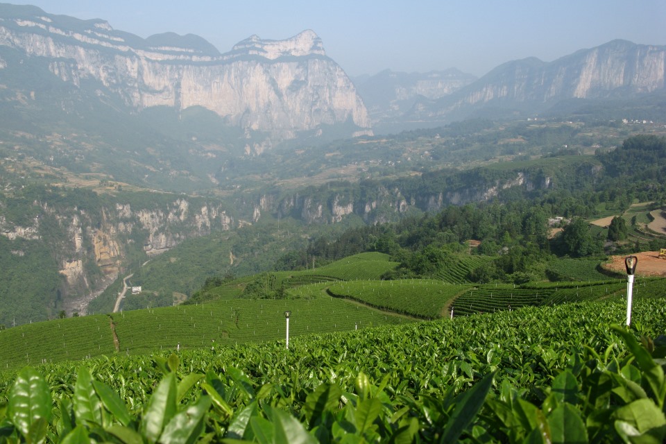 Ökologische Teefarm in Hubei