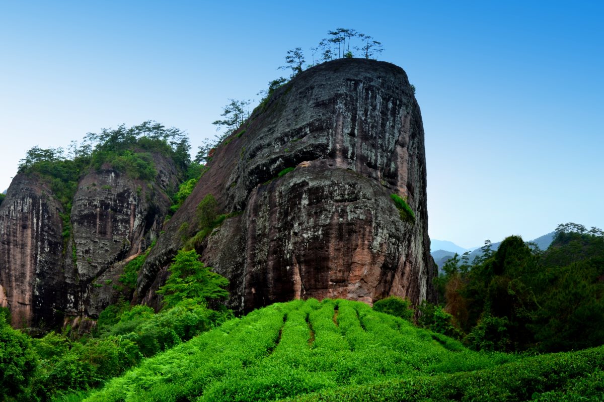 Oolong Teegarten im wilden Wuyi-Gebirge