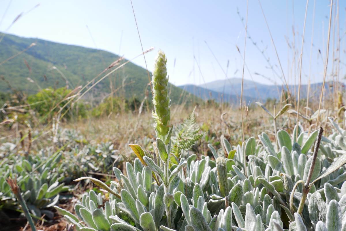 Sideritis Teegarten in Metamorfosi