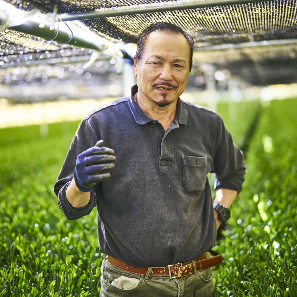 Zen Gyokuro - Grundlage für den Zen Matcha